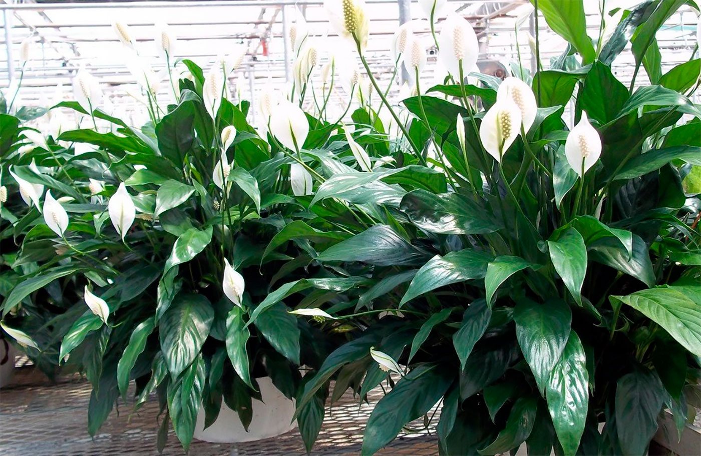 Спатифиллум (Spathiphyllum)
