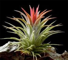 Тилландсия фиалкоцветковая (Tillandsia ionantha) Тилландсия фиалкоцветковая (Tillandsia ionantha)