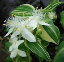 Традесканция приречная (Tradescantia fluminensis)