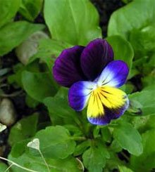 Фиалка трехцветная (Viola tricolor)