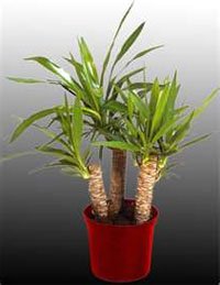 Юкка слоновая (Yucca elephantipes) Юкка слоновая (Yucca elephantipes)