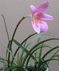 Зефирантес крупноцветковый (Zephyranthes grandiflora) Зефирантес крупноцветковый (Zephyranthes grandiflora)