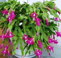 Зигокактус усеченный (Zygocactus truncatus), Шлюмбергера усеченная Зигокактус усеченный (Zygocactus truncatus), Шлюмбергера усеченная