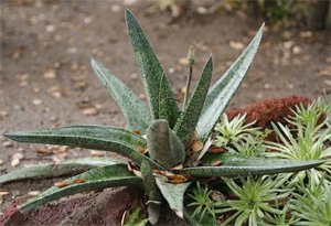 Gasteria acinacifolia Гастерия саблеобразная