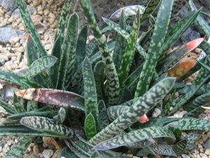 Gasteria caespitosa Гастерия дернистая