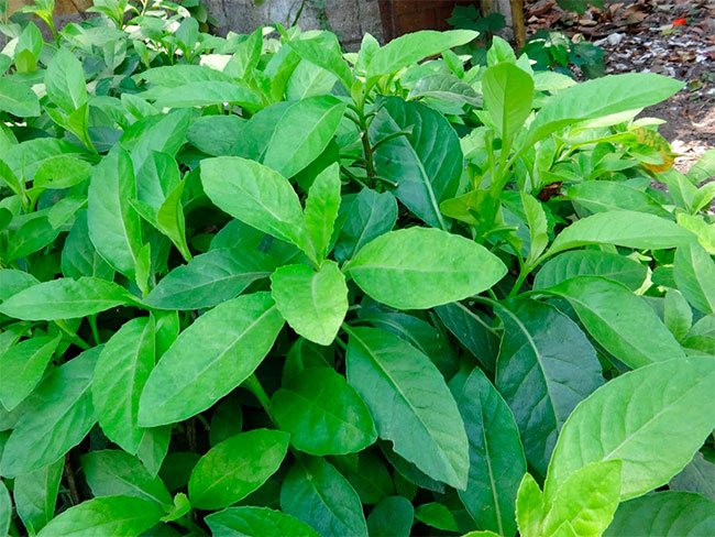 Gynura Procumbens