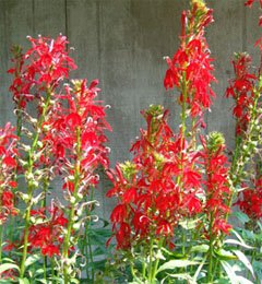 Lobelia cardinalis Лобелия пурпурная