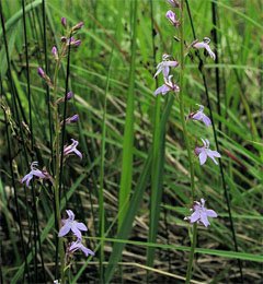 Lobelia dortmanna Лобелия Дортмана
