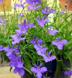 Lobelia erinus Лобелия синяя