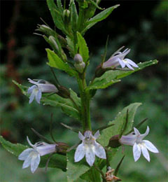 Lobelia inflata Лобелия вздутая