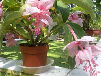 Medinilla magnifica Мединилла великолепная
