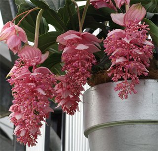 Medinilla Соцветия мединиллы