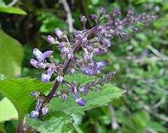 Цветение плектрантуса Цветение плектрантуса