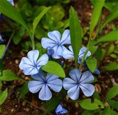 Свинчатка капская Свинчатка капская