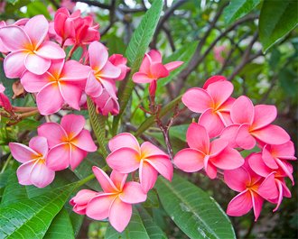 Plumeria Розовые цветки плумерии