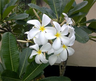 Плумерия красная (Plumeria rubra)