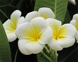 Белые цветки плумерии