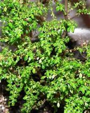 Пилея мелколистная Пилея мелколистная