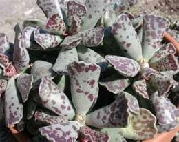 Adromischus cooperi Адромискус медный
