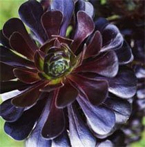 Aeonium arboreum atropurpureum Schwarzkopf Эониум древовидный