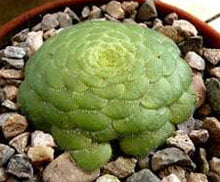 Aeonium tabulaeforme Эониум ярусный