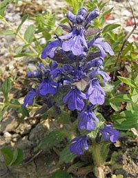 Ajuga genevensis Живучка мохнатая