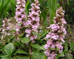 Ajuga reptans Живучка ползучая