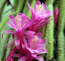 Aporocactus flagelliformis