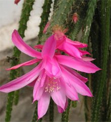 Aporocactus mallisonii