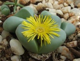 Argyroderma delaetii Argyroderma delaetii