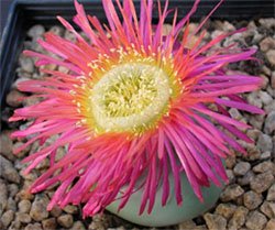 Argyroderma testiculare Аргиродерма яичковидная