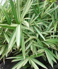 Arundinaria variegata Арундинария пёстрая