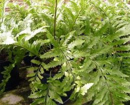 Asplenium bulbiferum Костенец луковиценосный