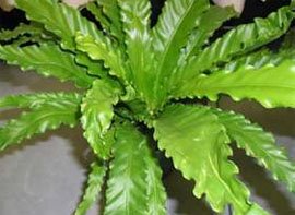 Asplenium nidus Асплениум гнездовой