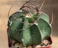 Astrophytum capricorne Астрофитум козерогий