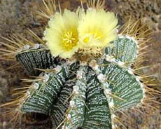 Astrophytum ornatum Астрофитум украшенный