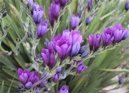 Babiana stricta Бабиана прямая