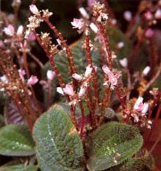 Bertolonia maculata Бертолония пятнистая