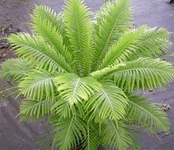 Blechnum gibbum Блехнум горбатый