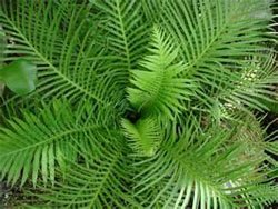 Blechnum gibbum 