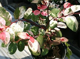 Breynia nivosa roseopicta Брейния снежная розовоцветная