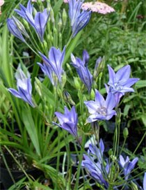 Brodiaea laxa Бродиэя рыхлая