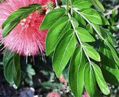 Calliandra inaequilatera Каллиандра неравнобокая