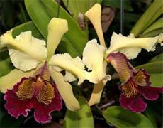 Cattleya dowiana Каттлея Доу