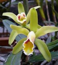 Cattleya luteola