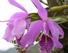 Cattleya maxima