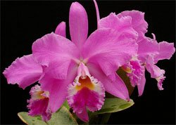 Cattleya warneri Каттлея Варнера