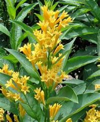 Cestrum auranticum Цеструм золотисто-жёлтый