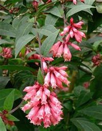 Cestrum elegans Цеструм изящный