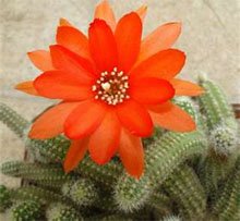 Chamaecereus silvestrii Хамецереус Сильвестра